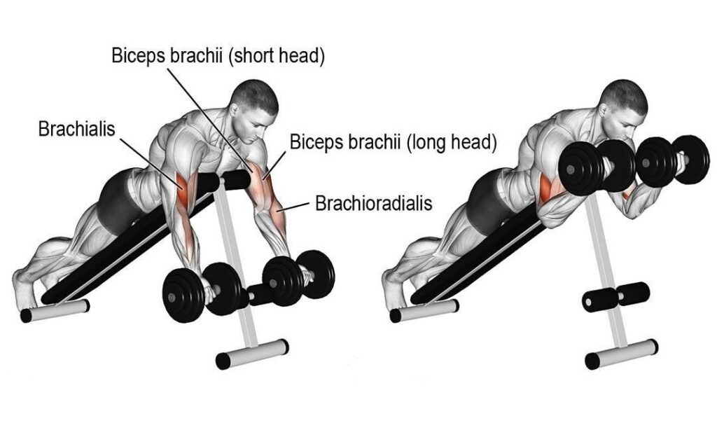 How to do a dumbbell spider curl